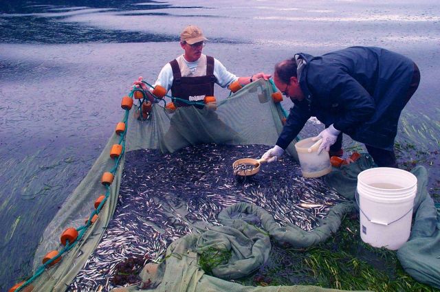A large haul of sandlance caught during beach seining operations. Picture