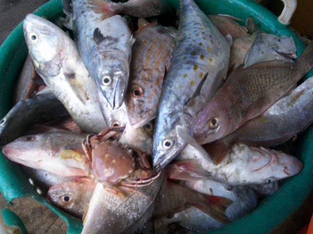 Mixed species from a catch. Picture