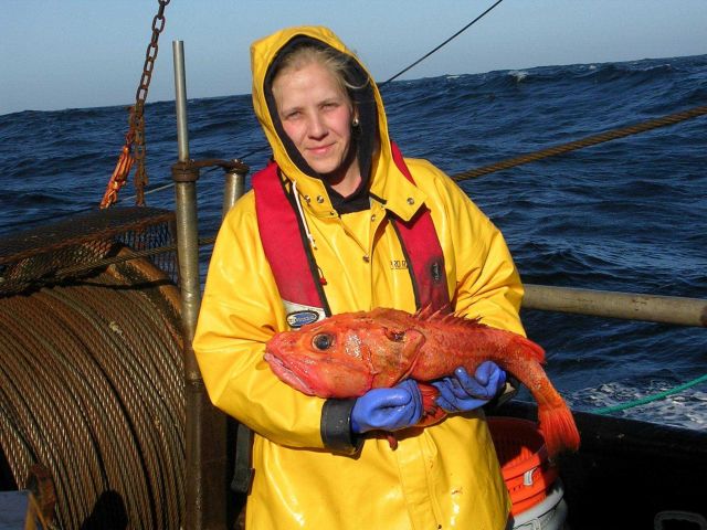 NOAA Fisheries employee Vanessa Tuttle poses with a large Shortspine thornyhead (Sebastolobus alascanus) caught during ground fish trawl survey aboard Picture