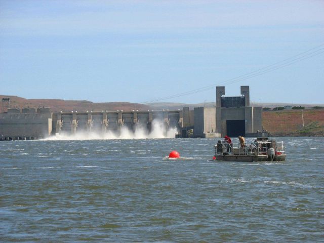 Crew releasing radio-tagged Chinook salmon below Lower Monumental Dam. Picture