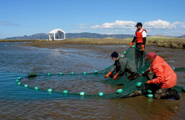 Seining for juvenile salmon for mark-recapture study at Russian Island Picture