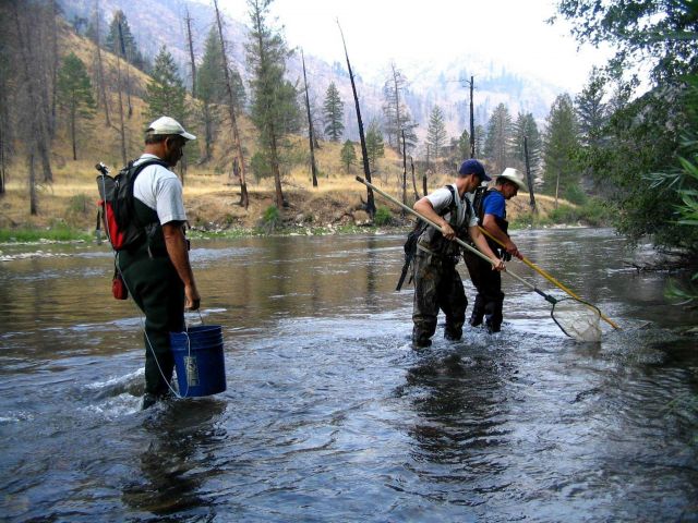 Electro-shocking for juvenile wild salmon (parr) to PIT-tag for mark recapture study in Salmon River drainage in Idaho wilderness. Picture