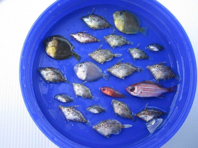 Fish larvae collected with light traps off the Xcalak reef lagoon. Picture