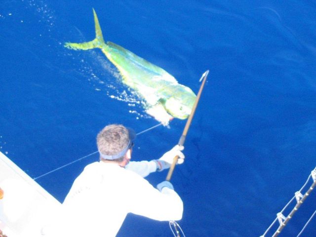 Landing a large dolphin fish, known as mahi mahi. Picture