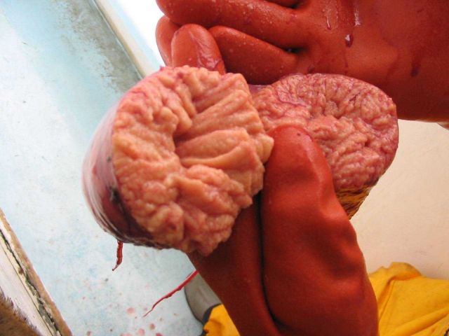 Tissue sample from large fish Picture