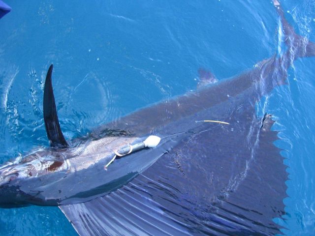 Tagging and placing tracking device on large billfish Picture
