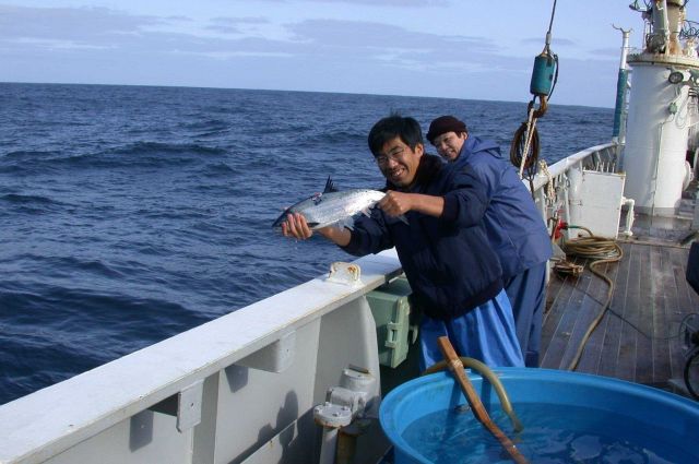 Tagging immature salmon on board the Japanese vessel KAIYO MARU Picture