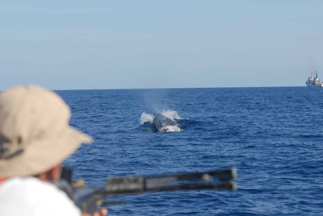 Fisheries scientist obtaining tissue samples from whale swimming ahead of inflatable boat off the NOAA Ship DAVID STARR JORDAN. Picture