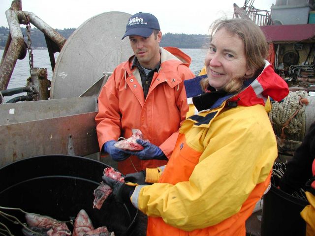 Deborah McArthur helps set bait to attract Puget Sound six gill sharks during cruise. Picture