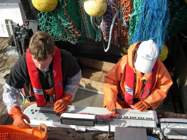 NOAA Fisheries employees John Harms (left) and Stacey Miller measure a sub- sample of longspine thorneyhead (Sebastolobus altivelis) during the 2003 w Picture