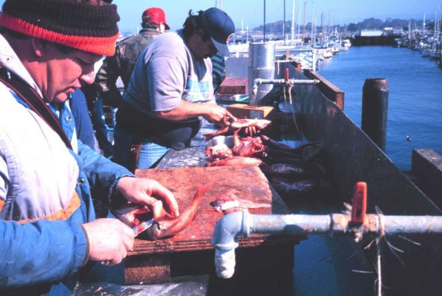 California pier angling - cleaning fish at a fish cleaning station. Picture