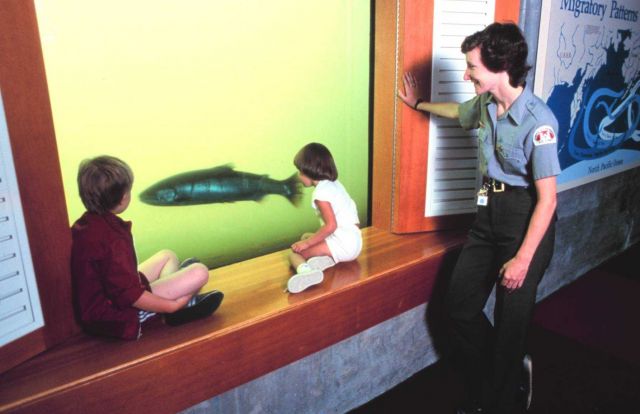 Children watching migrating salmon pass by at the Bonneville Dam Fish Ladder Picture