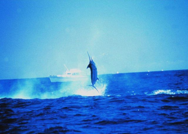 Large blue marlin jumping as seen from charter vessel (CPFV) Picture