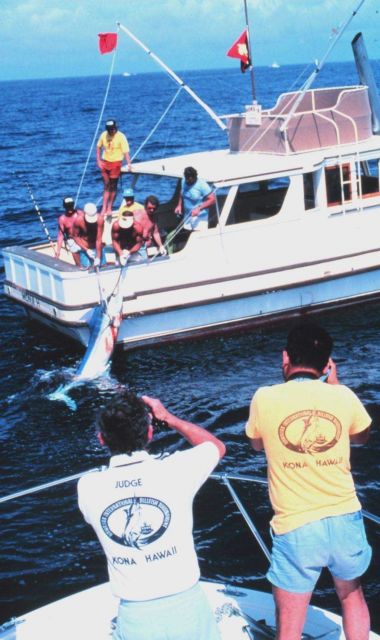 Blue marlin being brought to gaff as judges of the Hawaiian International Billfish Tournament look on. Picture