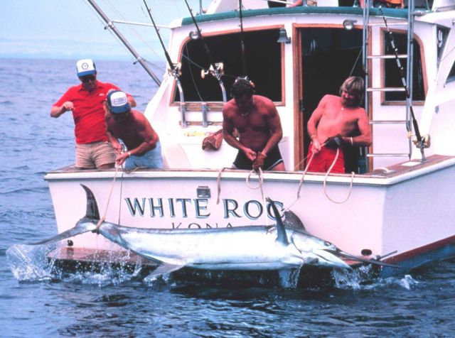 Large marlin on swim step of charter vessel (CPFV) Picture