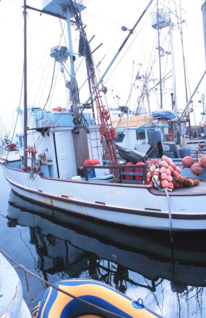 Part of the colorful fishing fleet at Santa Barbara Picture