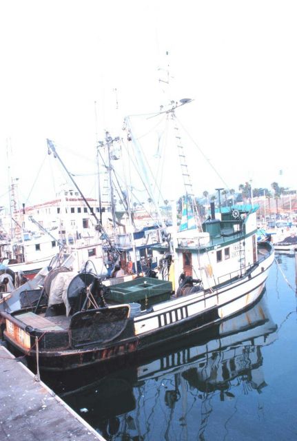 Part of the colorful fishing fleet at Santa Barbara Picture