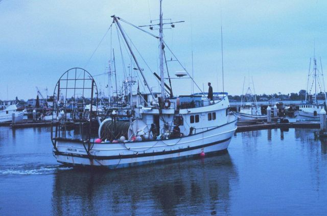 Tuna vessels at Tuna Harbor Picture