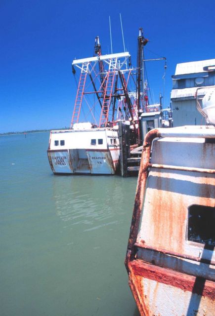 The O'Neil fleet of scallop dredgers Picture
