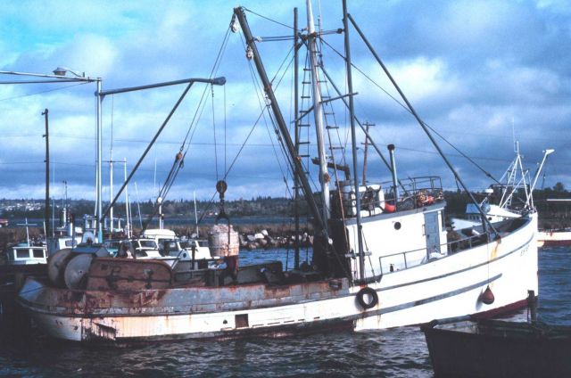 The fishing fleet at Blaine Picture