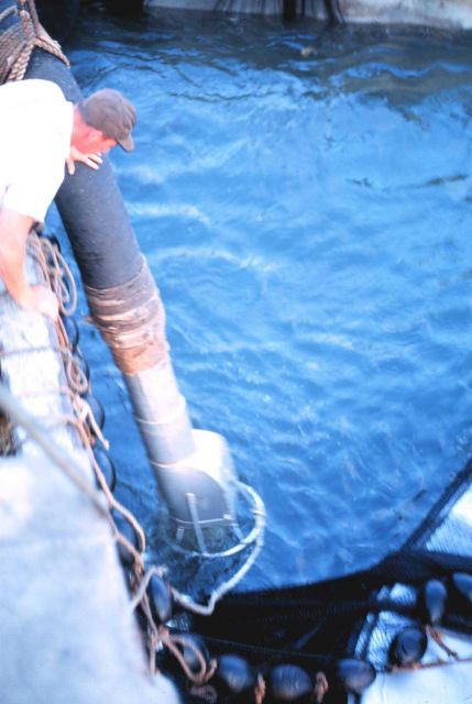 Preparing to pump the trapped fish aboard the menhaden fishing mother vessel Picture