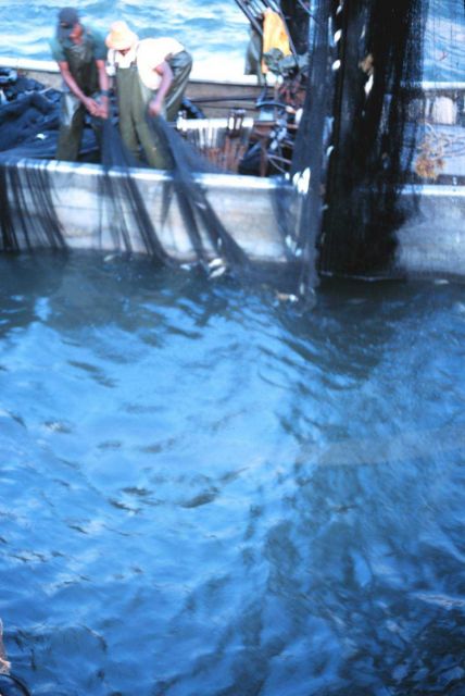 Drawing the net tighter about the captured menhaden Picture