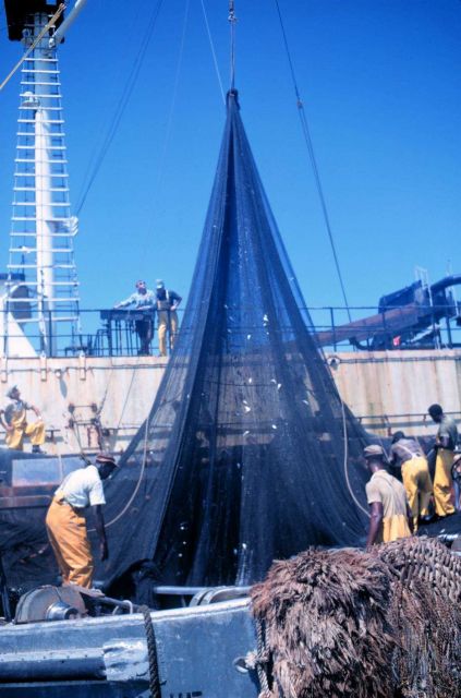 Menhaden fishing - getting ready to pump fish aboard the mother vessel Picture