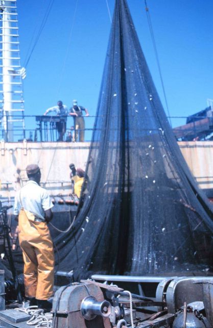 Menhaden fishing - getting ready to pump fish aboard the mother vessel Picture