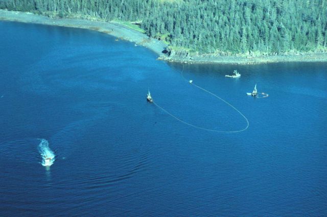 Salmon purse seiner operating in Prince William Sound Picture