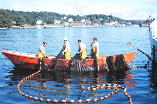 Dory used as purse seine boat fishing for herring on the Maine coast Picture