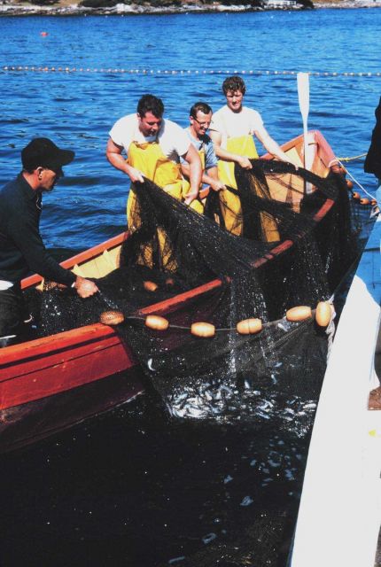 Harvesting the herring after closing the purse on the Maine coast Picture