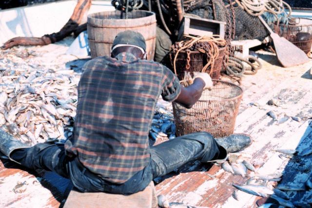 Separating shrimp from bycatch Picture