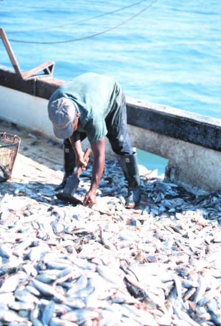 Separating shrimp from bycatch Picture