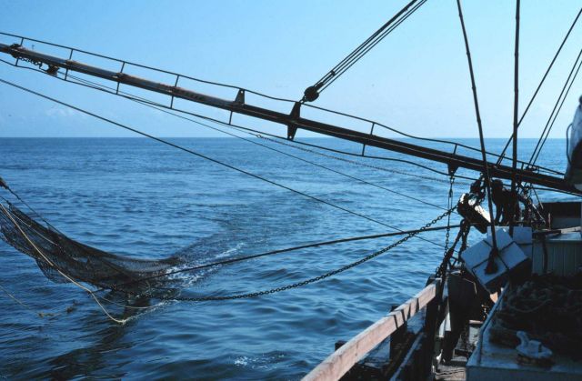Trawling for shrimp Picture