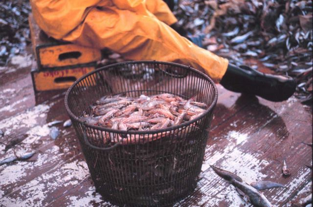 The prize - shrimp being readied for market Picture