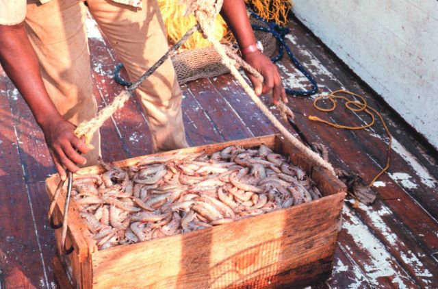 The prize - shrimp being readied for market Picture