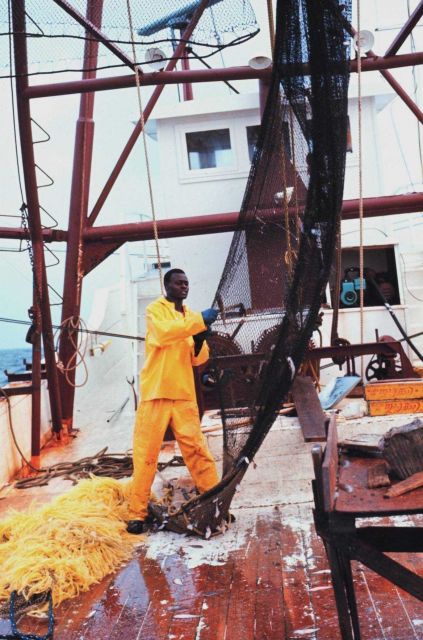 Emptying the net prior at the end of a trawl run Picture