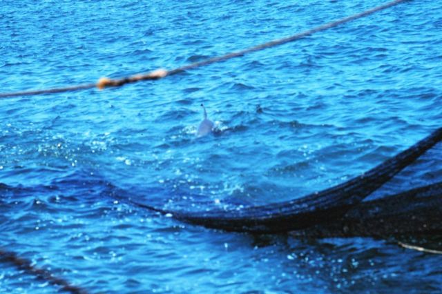 Net in the water during trawling operations Picture