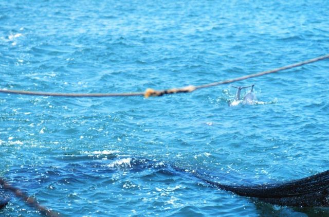 Net in the water during trawling operations Picture