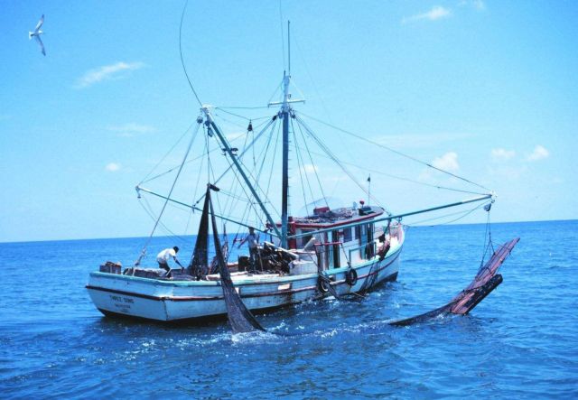 Double-rigged shrimp trawler with bag of one net on board Picture