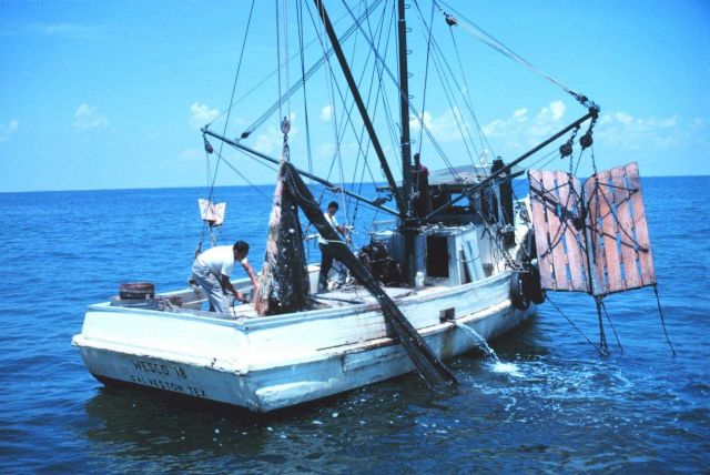 Double-rigged shrimp trawler with bag of one net about to be opened Picture