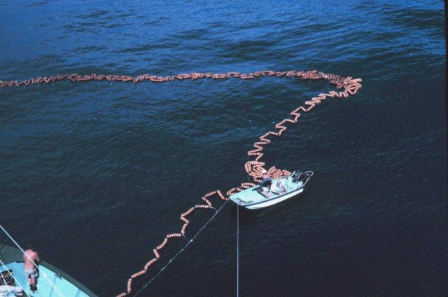 Purse seine being closed prior to harvesting the tuna Picture
