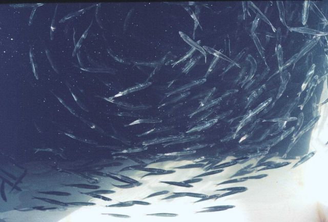 Mass of small baitfish (mainly Sardinella) milling around in baitwell of the R/V UNDAUNTED Picture