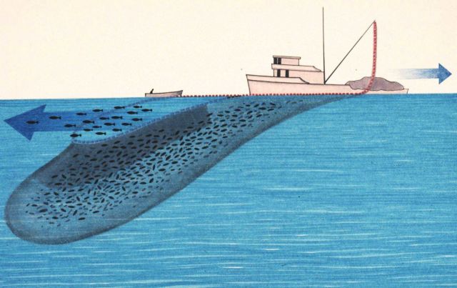 Diagram of tuna fishing operations illustrating possible loss of fish prior to closing net completely. Picture