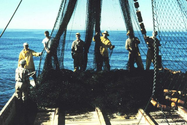 Flaking down the net after completing a set and retrieving the net prior to harvesting the fish. Picture