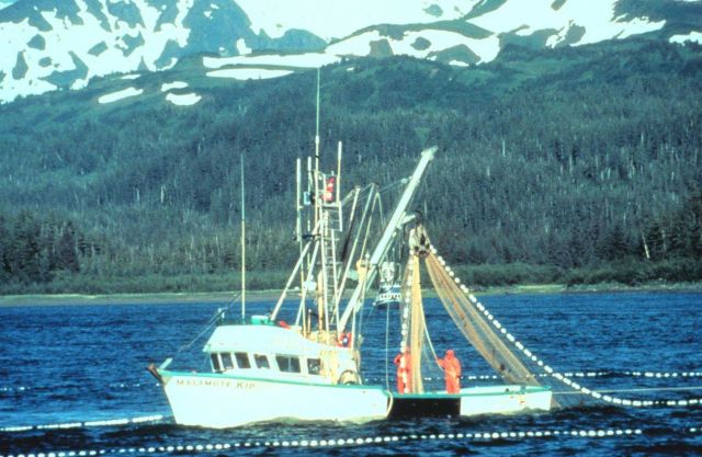 Salmon purse seiner in Prince William Sound Picture