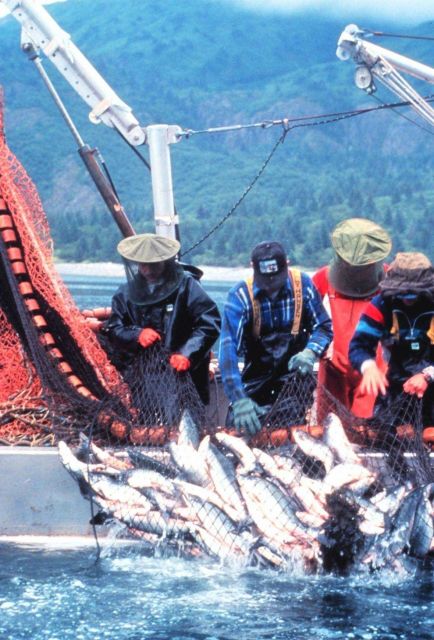 Nature's bounty - a catch of salmon by a purse seiner Picture