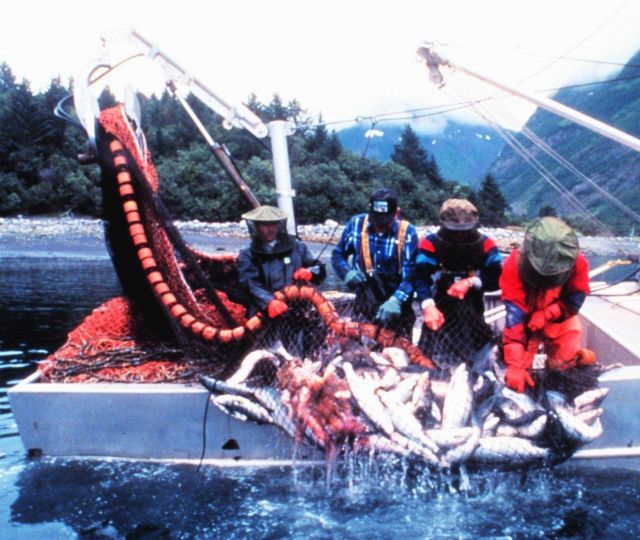 Nature's bounty - a catch of salmon by a purse seiner Picture