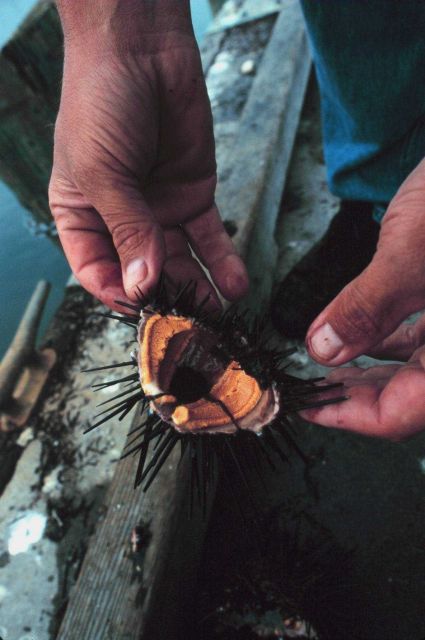 Inspecting the innards of a sea urchin which are harvested off southern California for export to Japan Picture