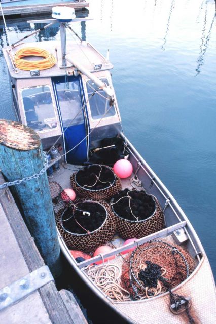 Commercially harvested sea urchins being offloaded from the F/V RAPTOR at the commercial fishing marina Picture